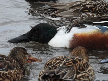 Northern Shoveler 瓢湖 Fri, 2/10/2023