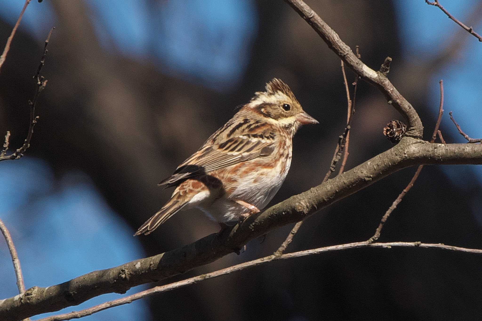 Rustic Bunting