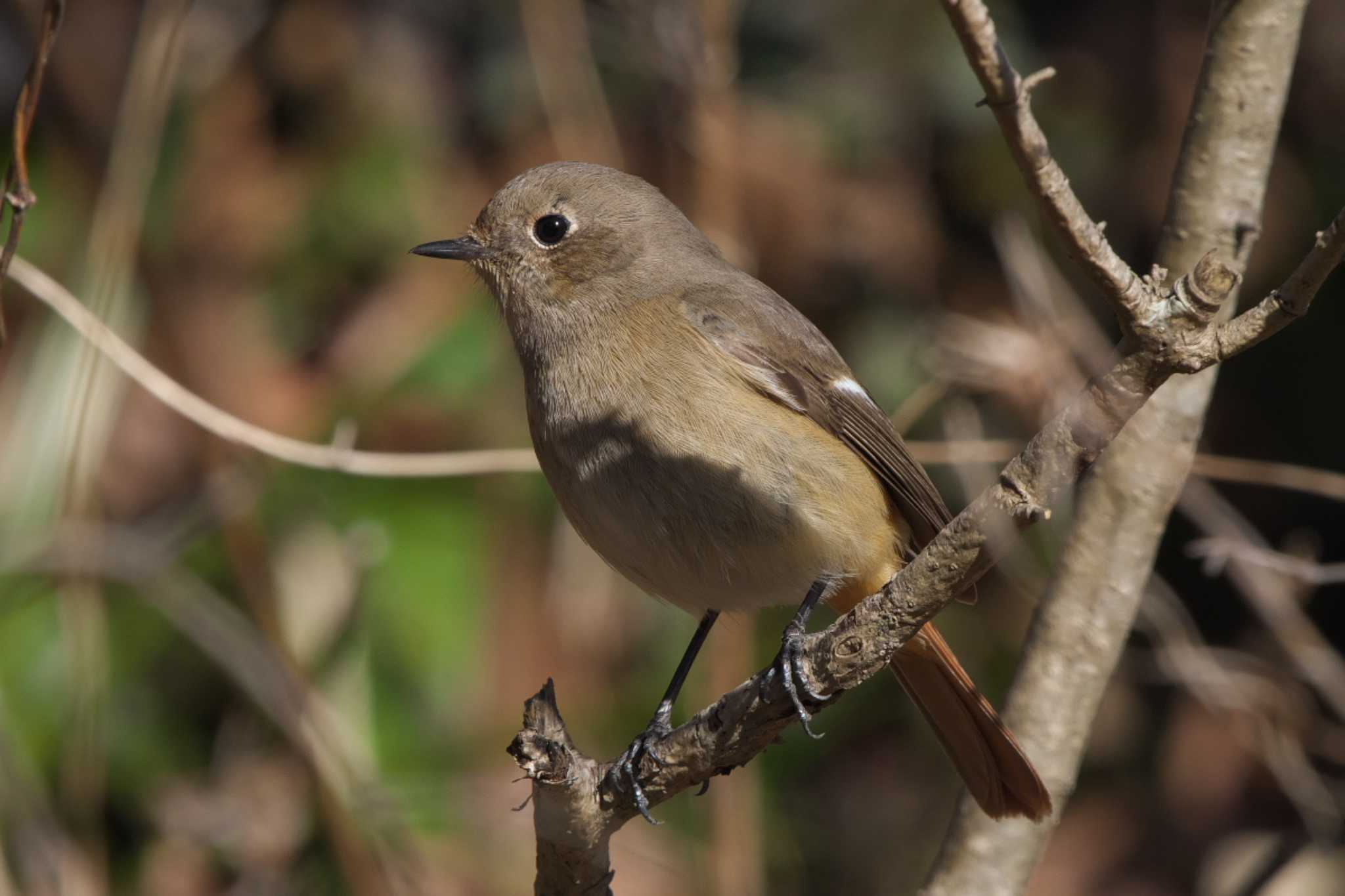 Daurian Redstart