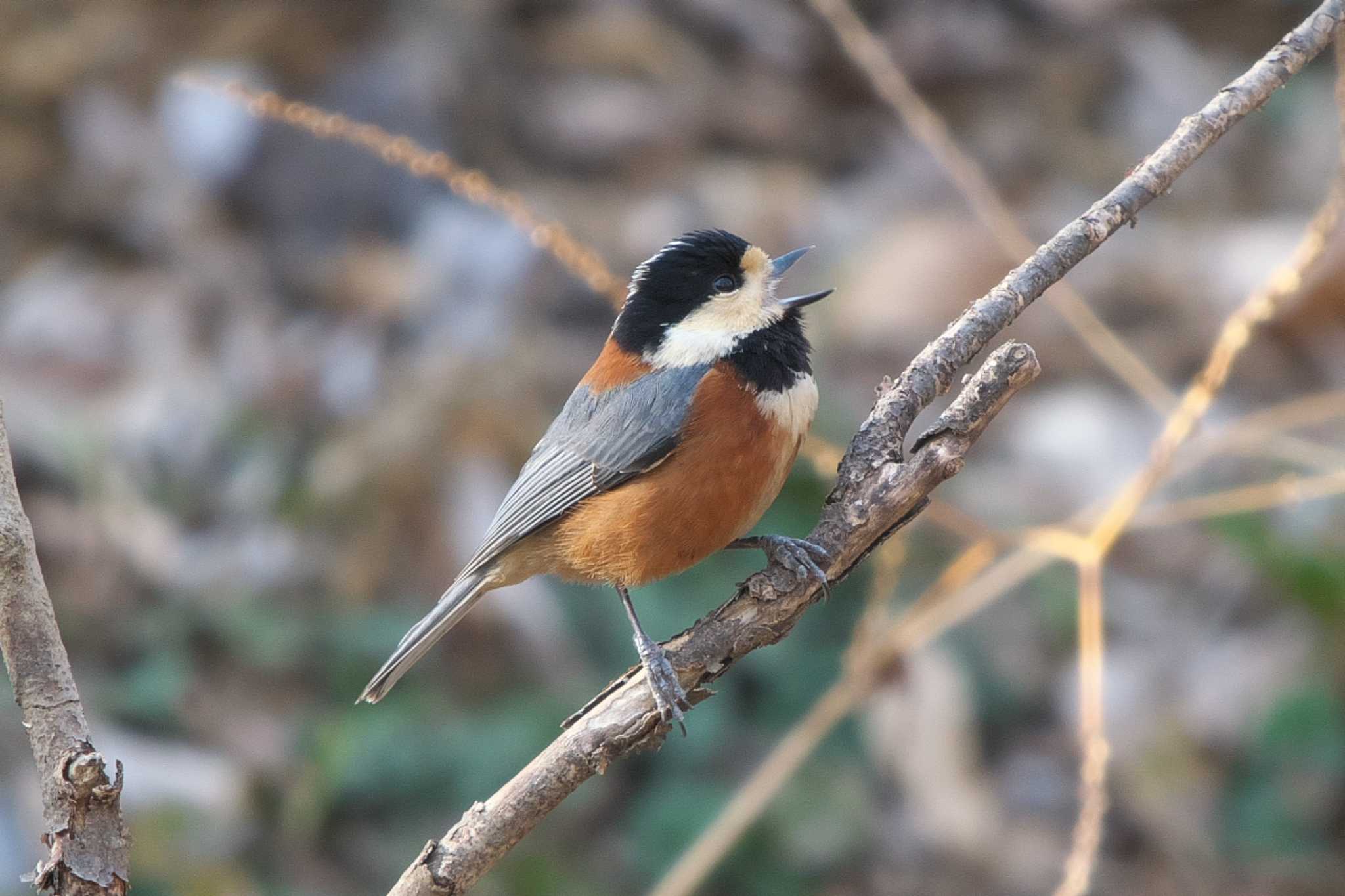 Varied Tit