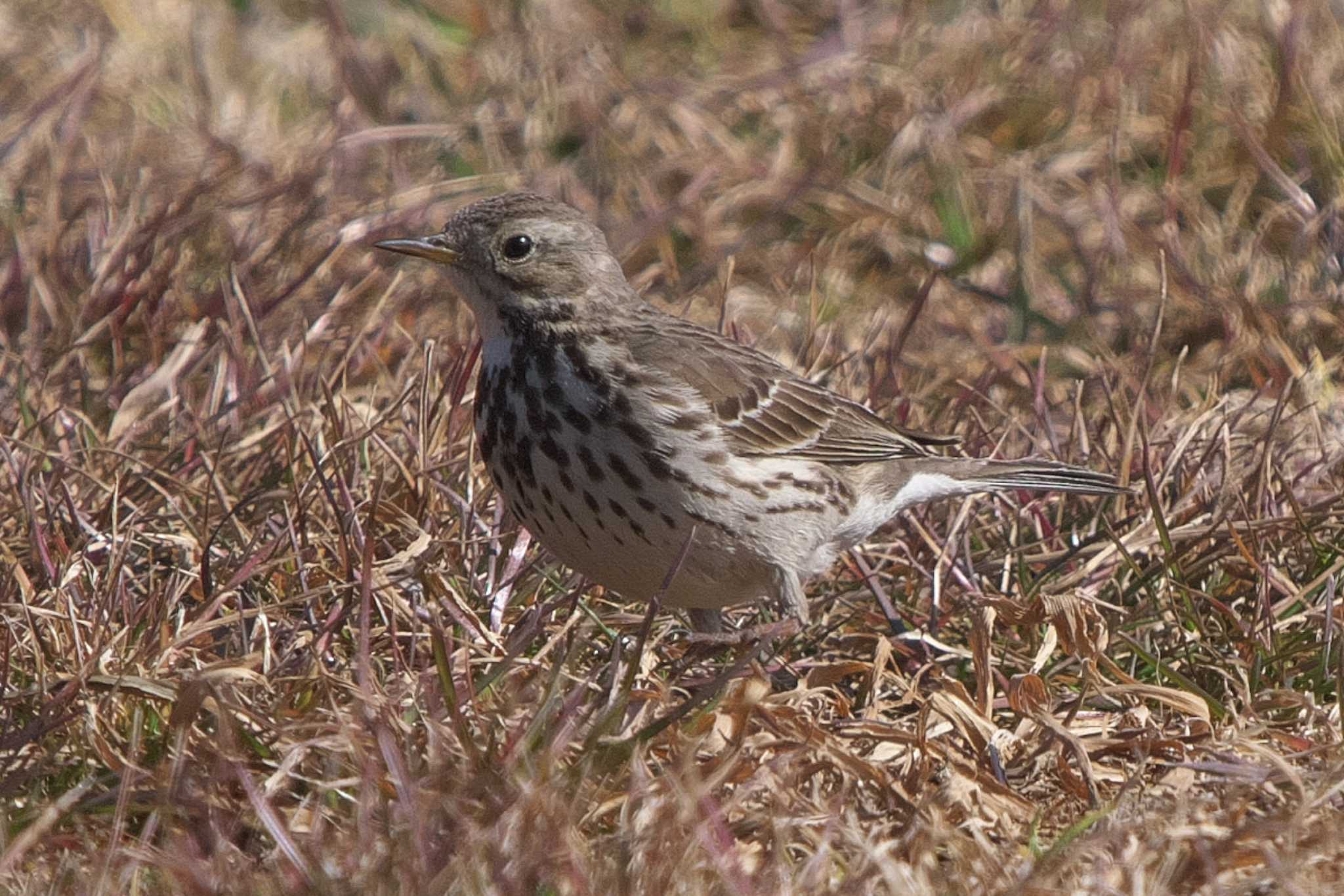Photo of Water Pipit at Akigase Park by Y. Watanabe
