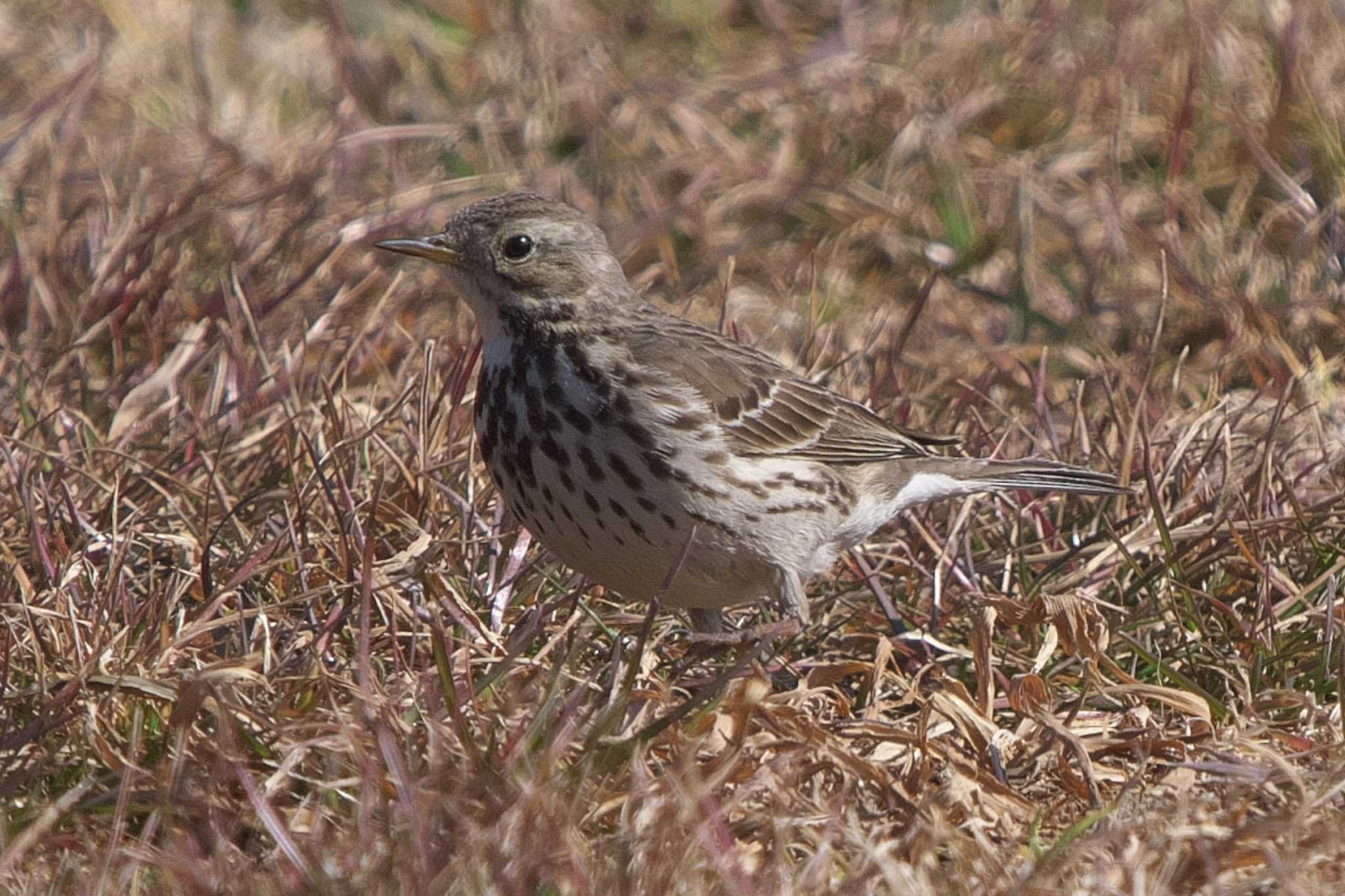 Water Pipit