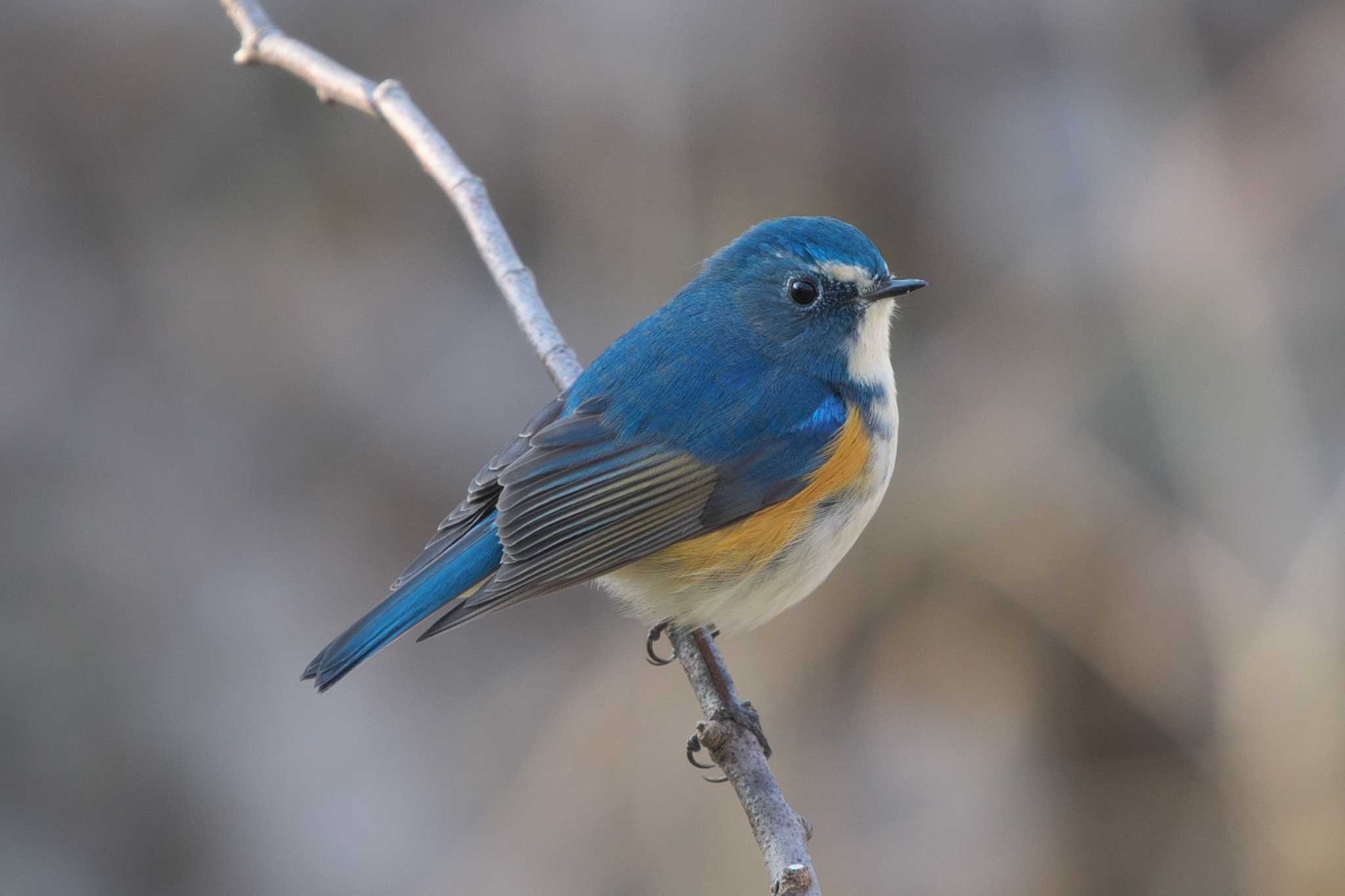 Red-flanked Bluetail