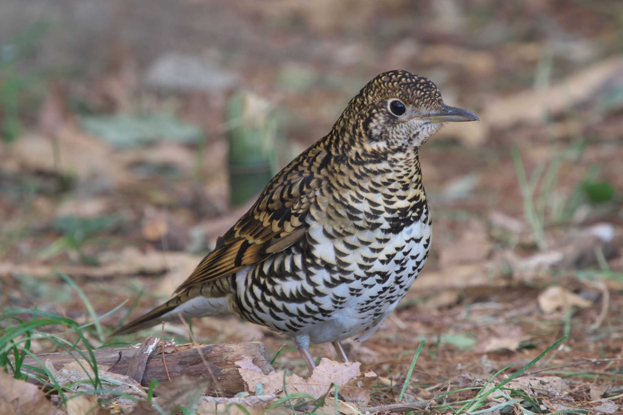 Photo of White's Thrush at Akigase Park by Y. Watanabe