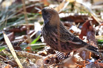 Thu, 2/9/2023 Birding report at Mt. Tsukuba