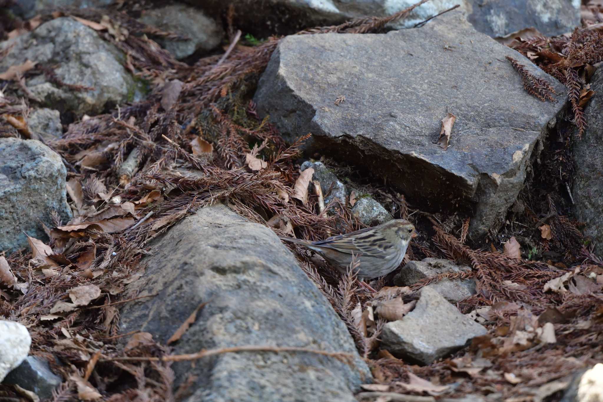 Photo of Grey Bunting at Mt. Tsukuba by やなさん