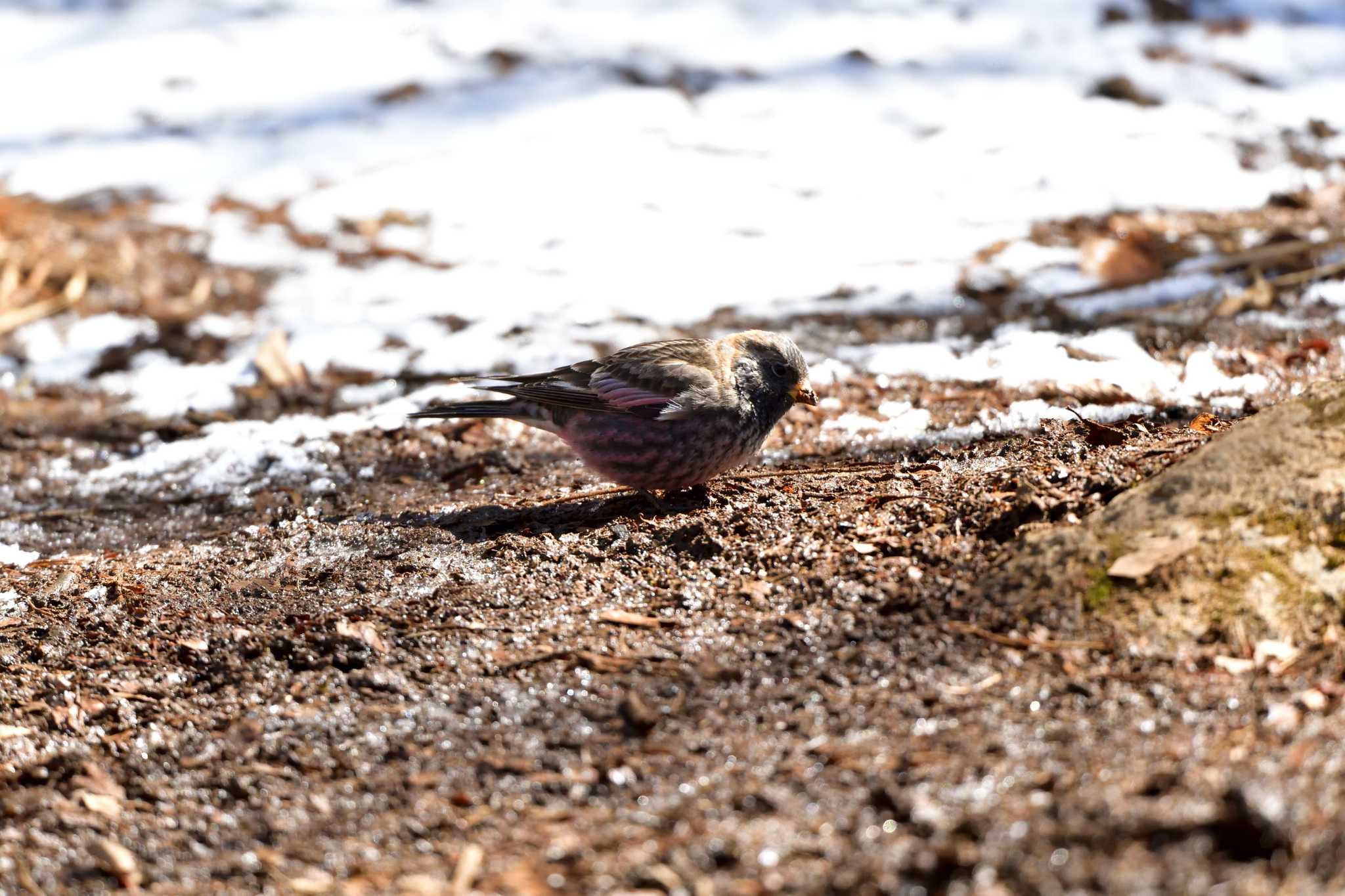Photo of Asian Rosy Finch at Mt. Tsukuba by やなさん