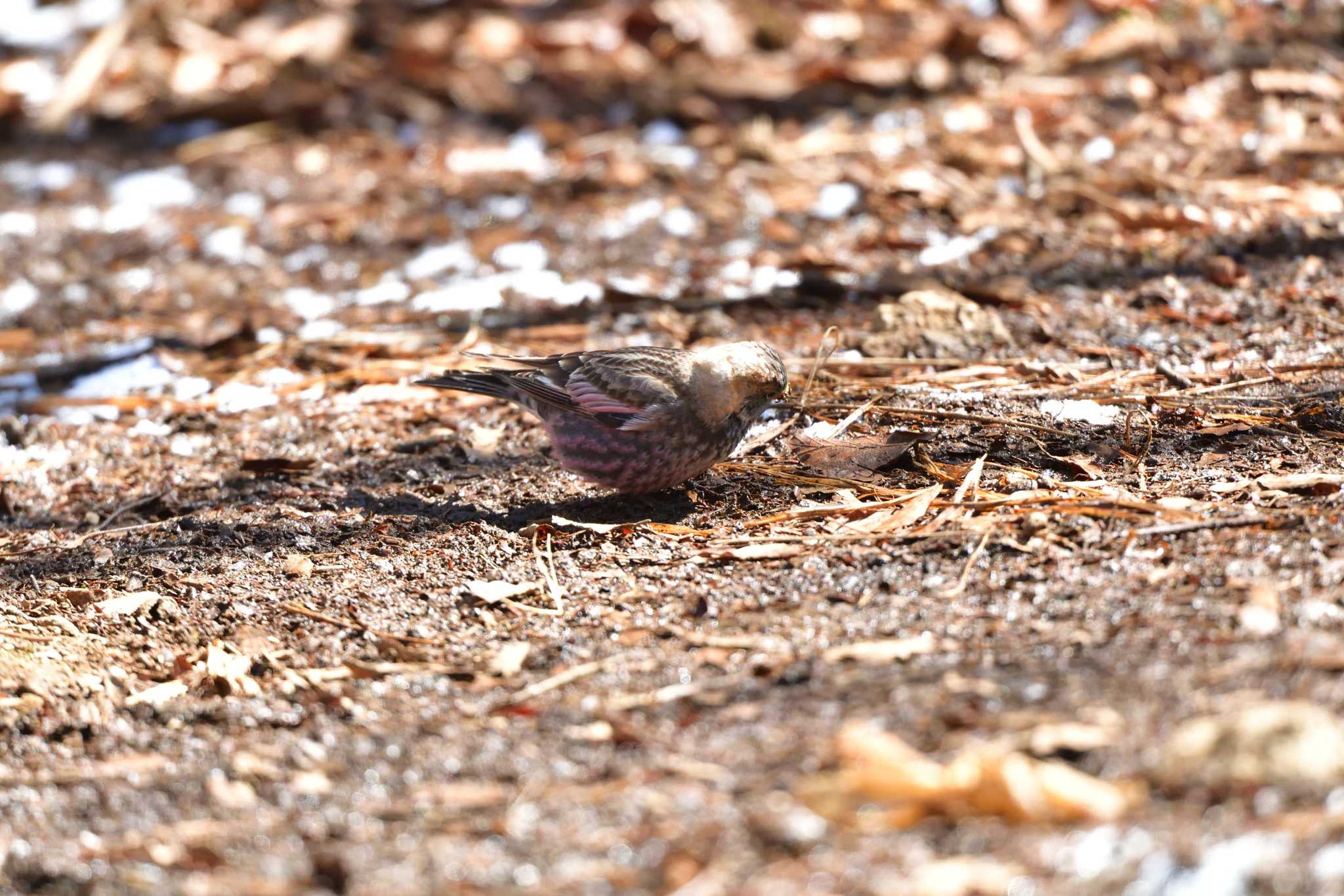 Photo of Asian Rosy Finch at Mt. Tsukuba by やなさん