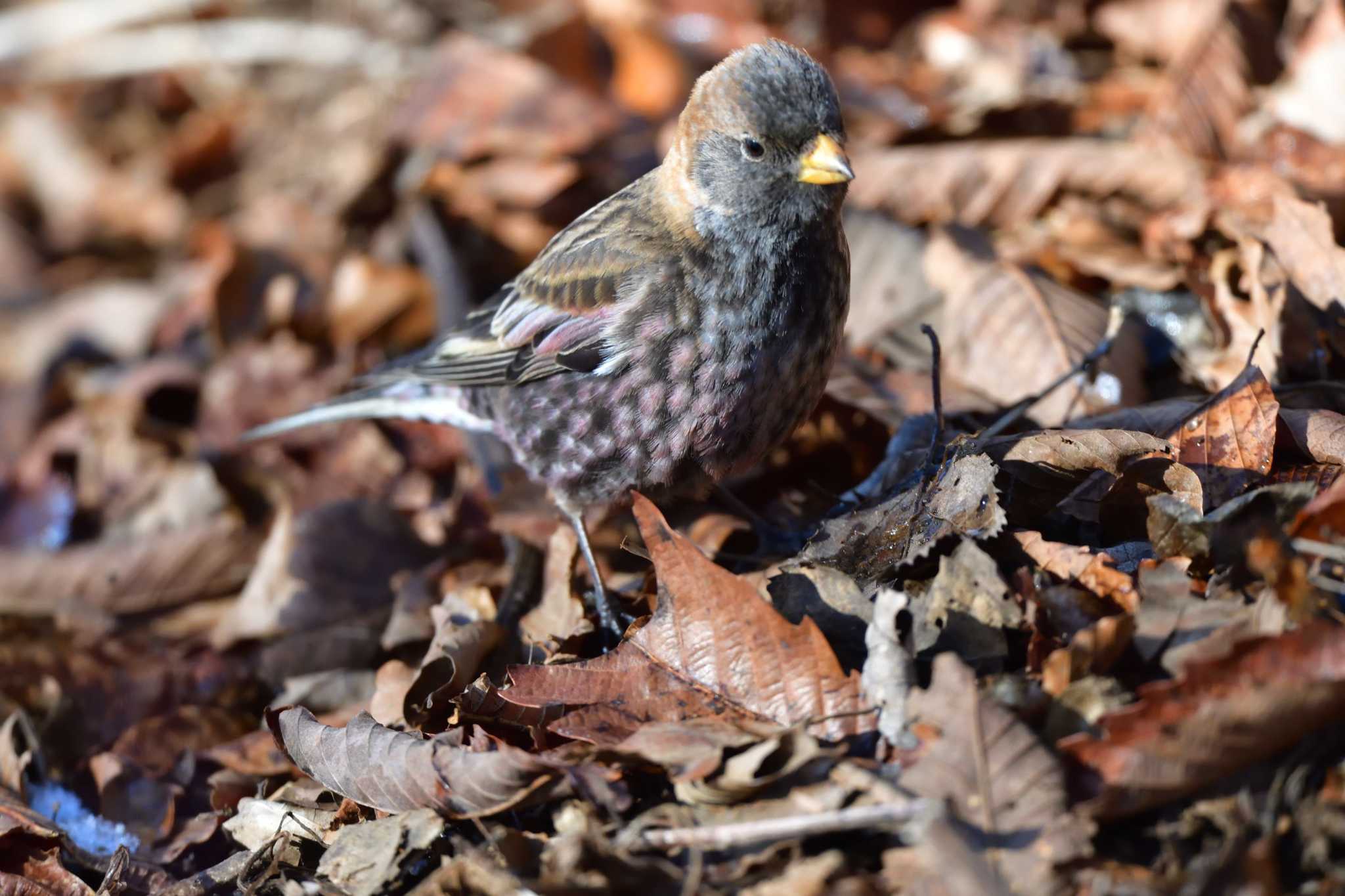 Photo of Asian Rosy Finch at Mt. Tsukuba by やなさん