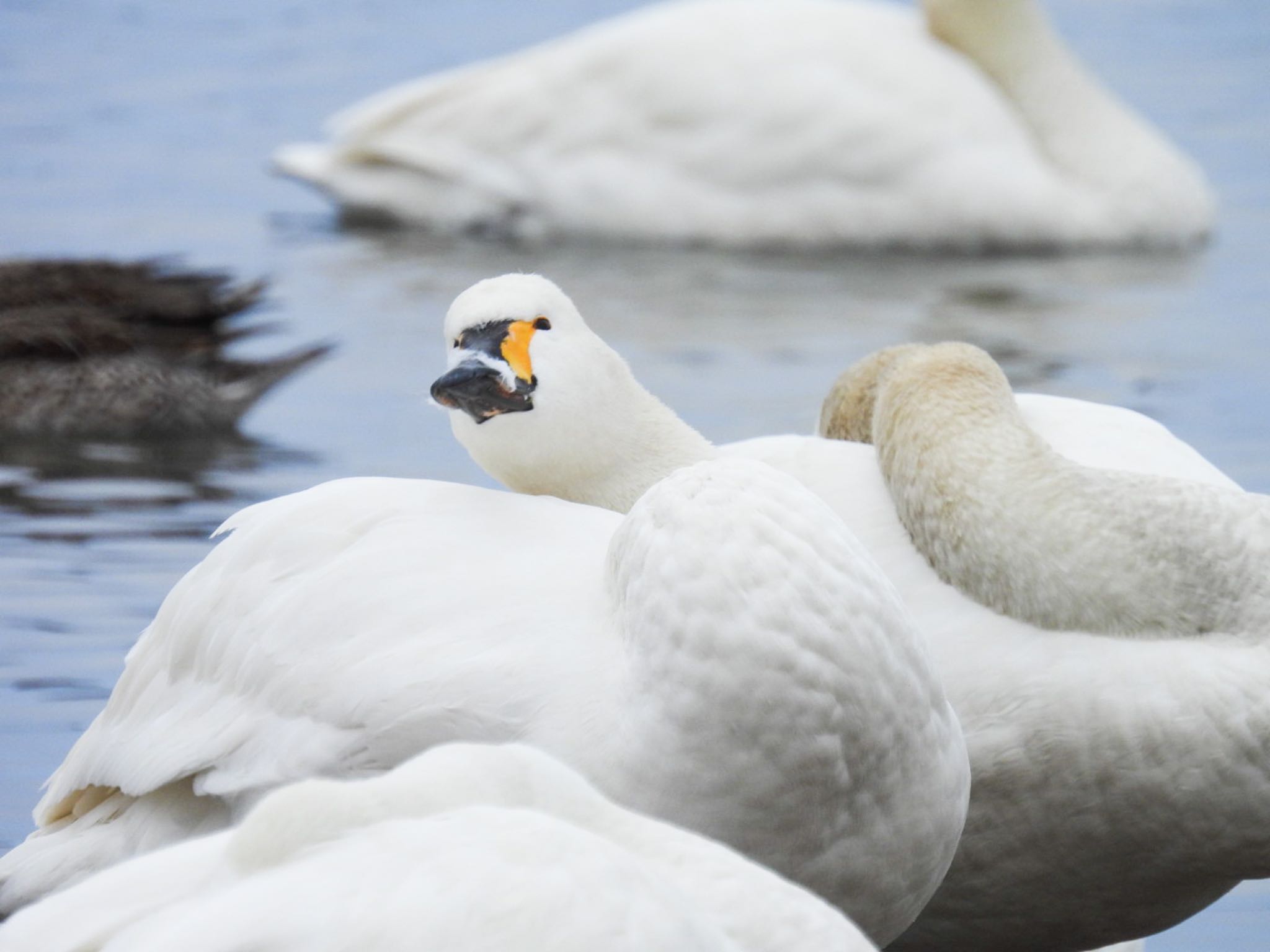 Photo of Tundra Swan at 瓢湖 by ぽちゃっこ