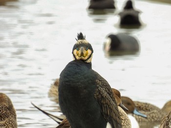 Great Cormorant 瓢湖 Fri, 2/10/2023