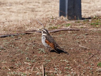 Dusky Thrush Shin-yokohama Park Thu, 2/9/2023