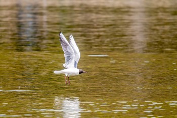 ユリカモメ 明石公園 2018年4月14日(土)