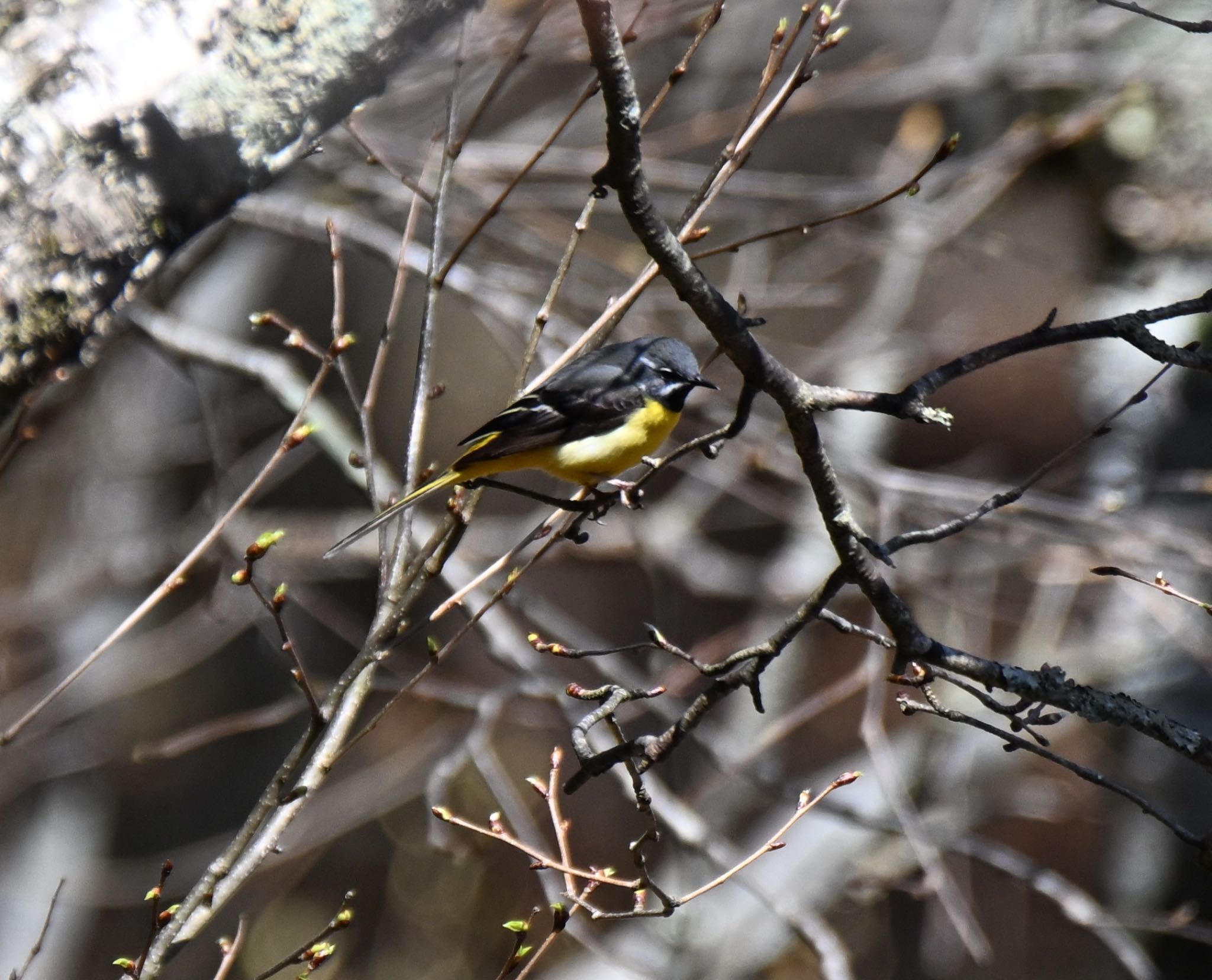 Grey Wagtail