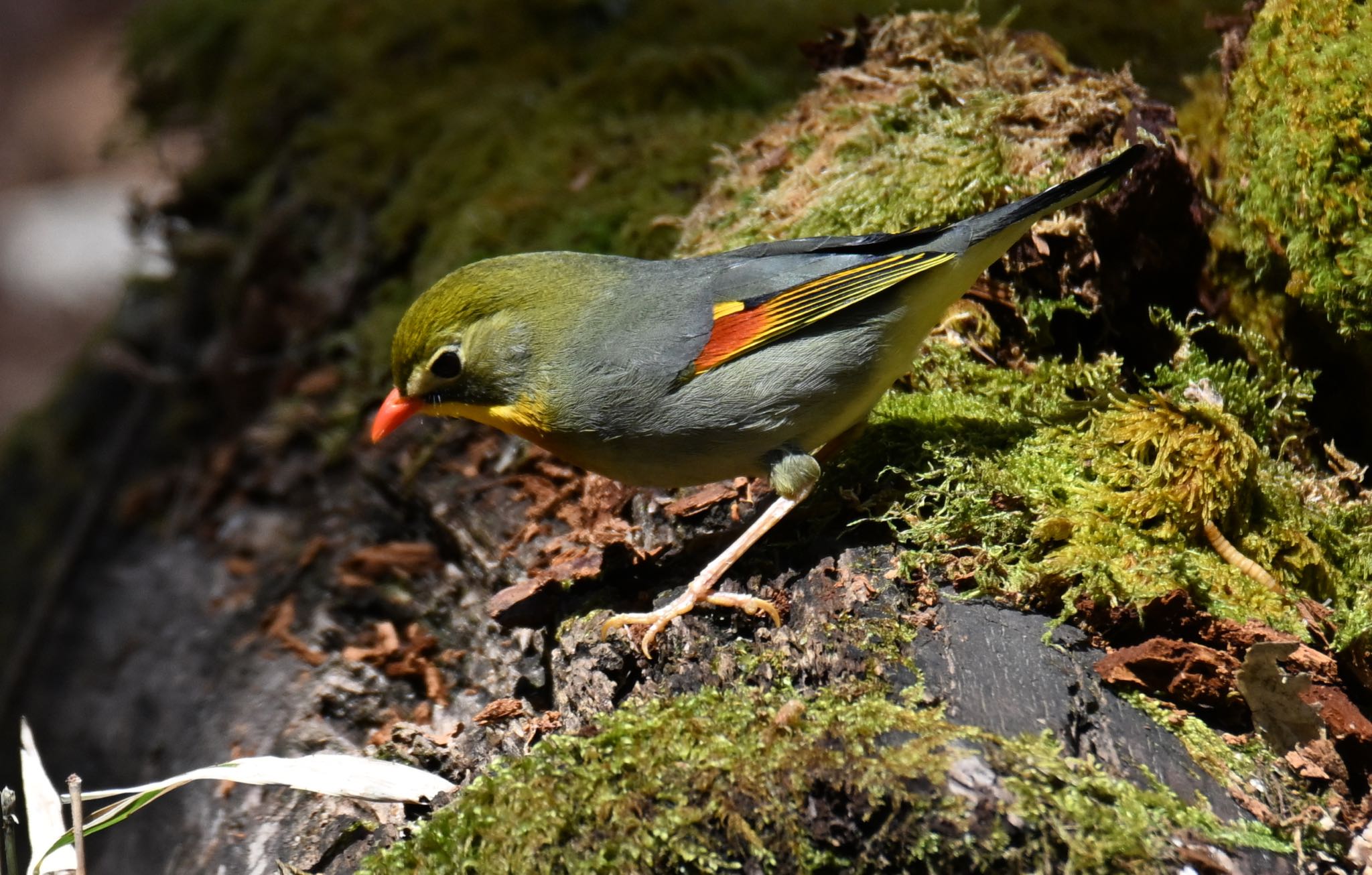 Red-billed Leiothrix