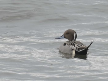 2023年2月10日(金) 熊本新港の野鳥観察記録