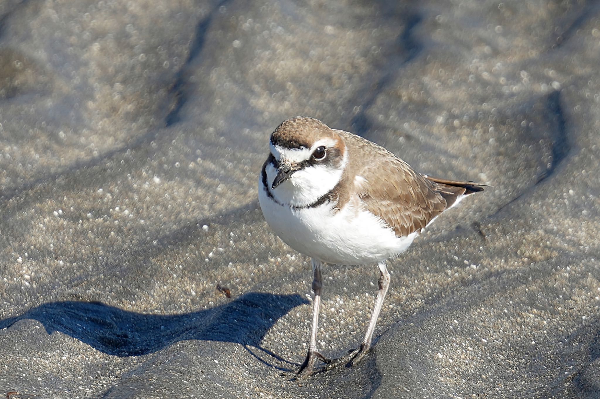 Kentish Plover