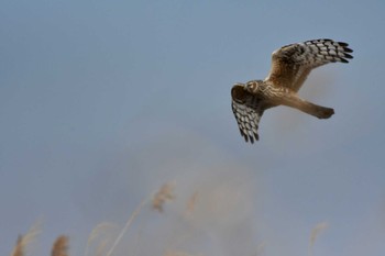 Mon, 2/6/2023 Birding report at Watarase Yusuichi (Wetland)