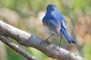 ルリビタキ 北本自然観察公園 2023年2月4日(土)