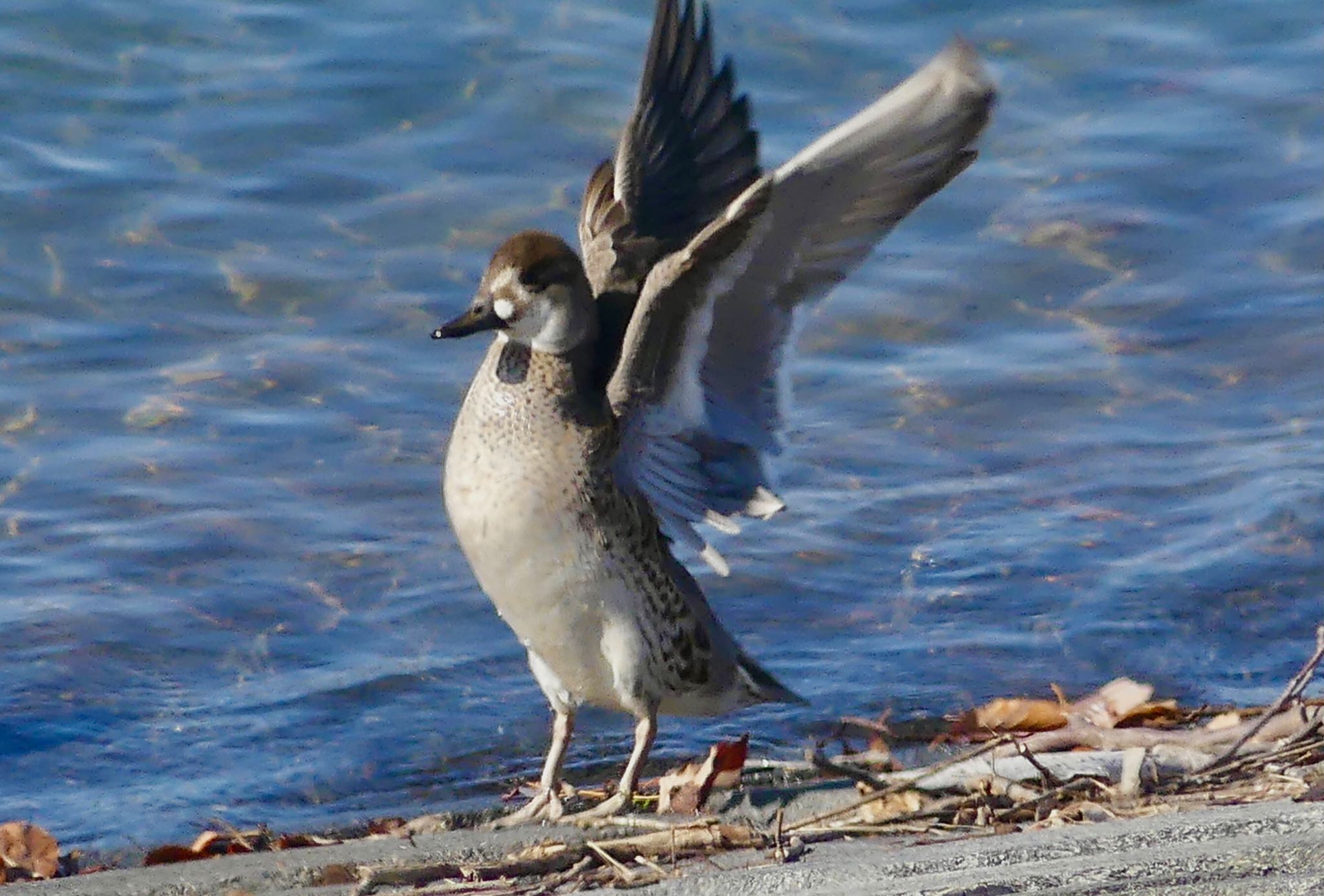 Baikal Teal