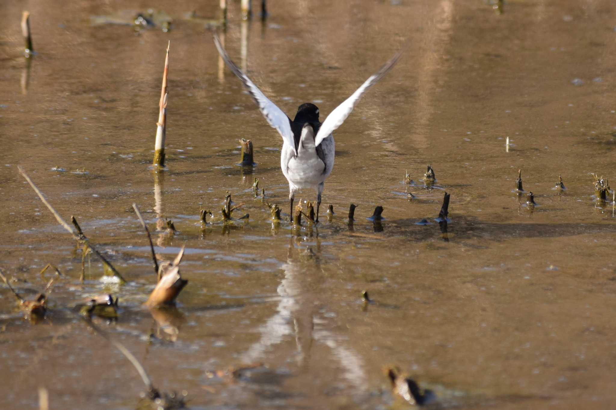 Japanese Wagtail