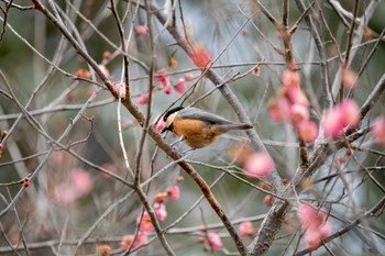 ヤマガラ 京都府立植物園 2023年2月9日(木)