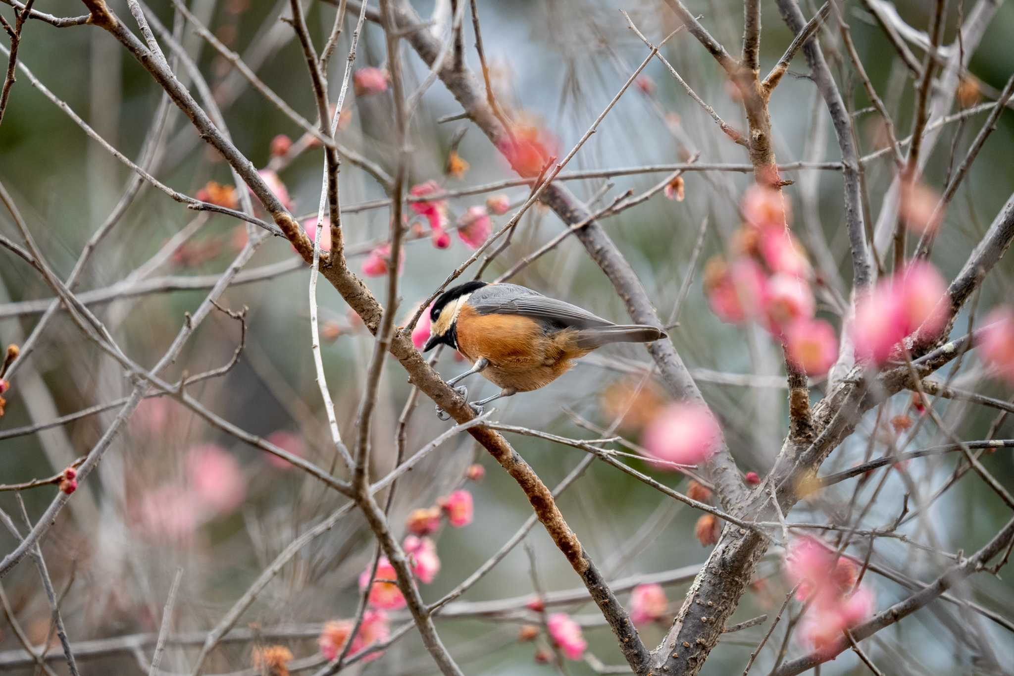 Varied Tit