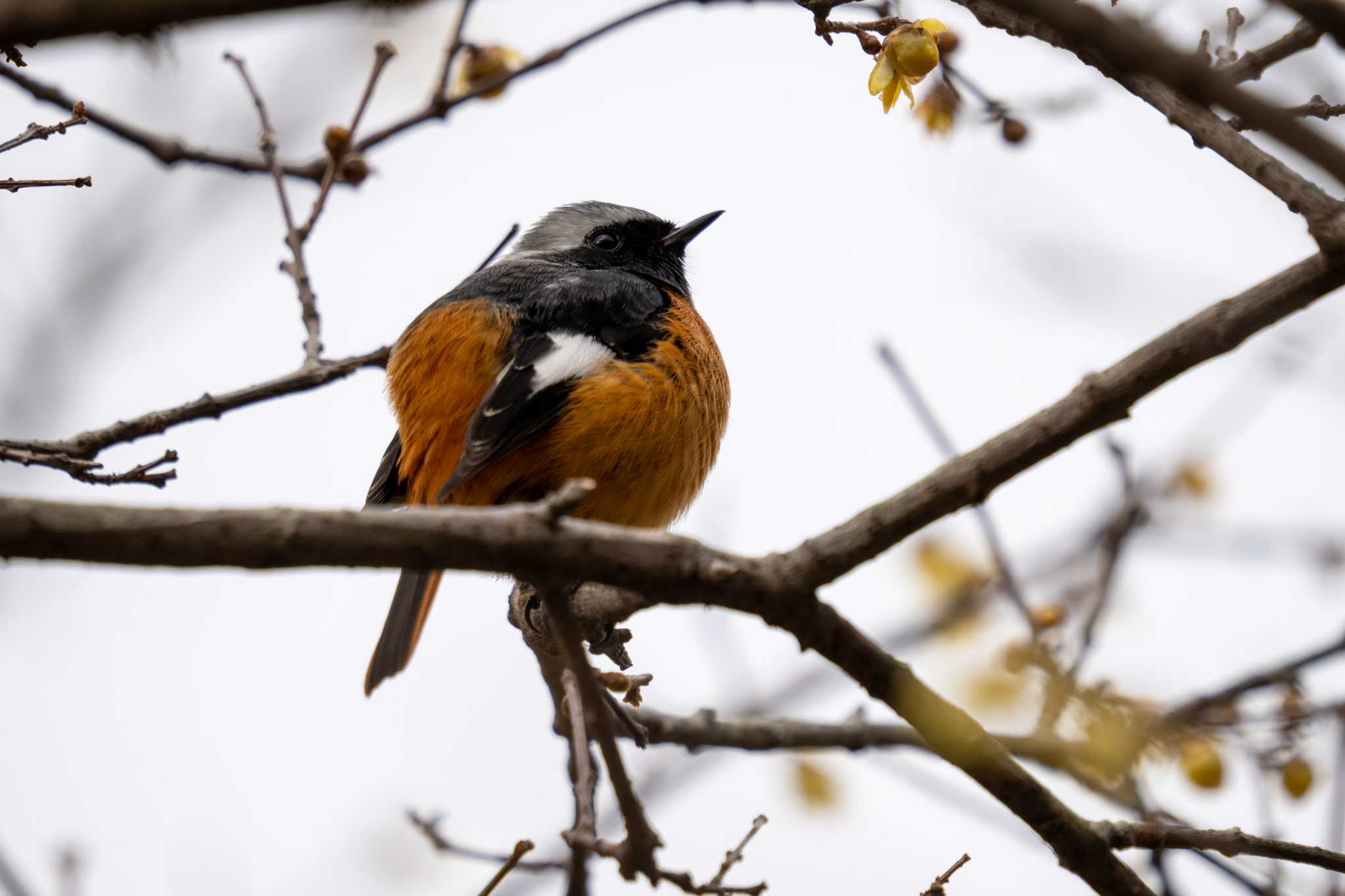 Daurian Redstart