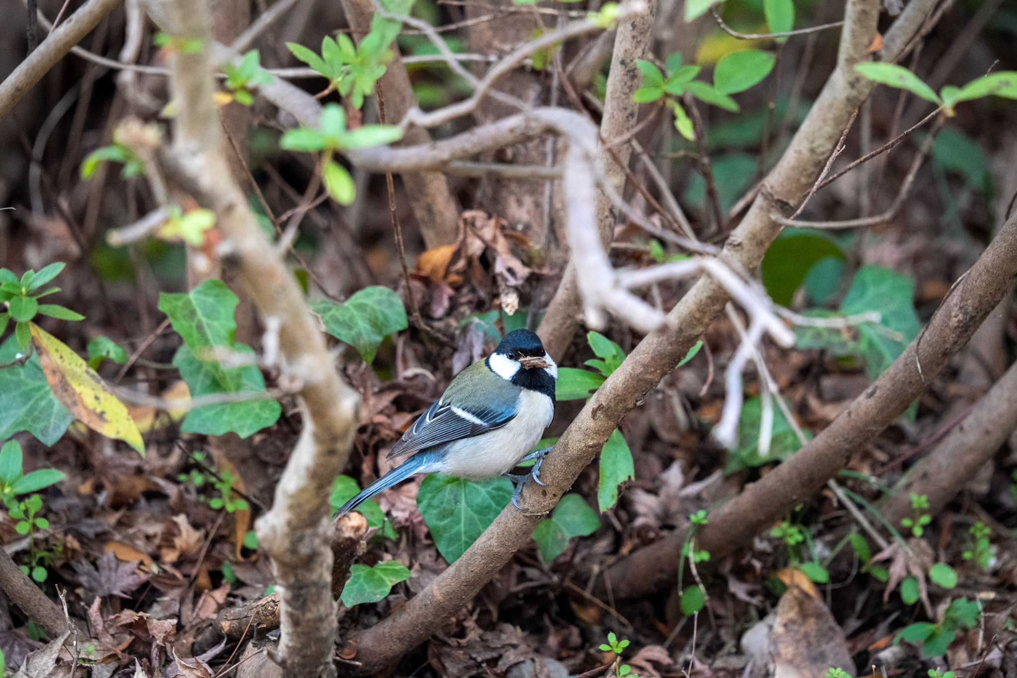 Japanese Tit