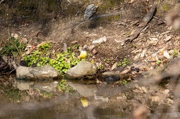 キセキレイ 京都府立植物園 2023年2月9日(木)