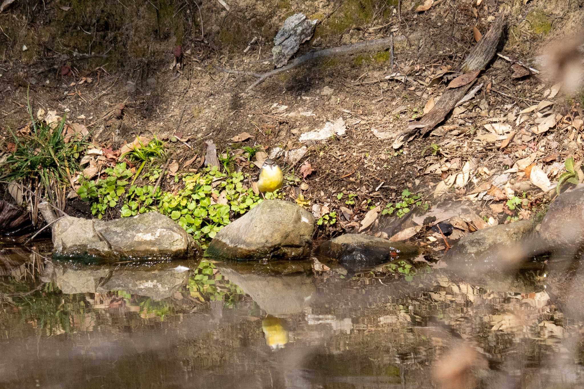 Grey Wagtail