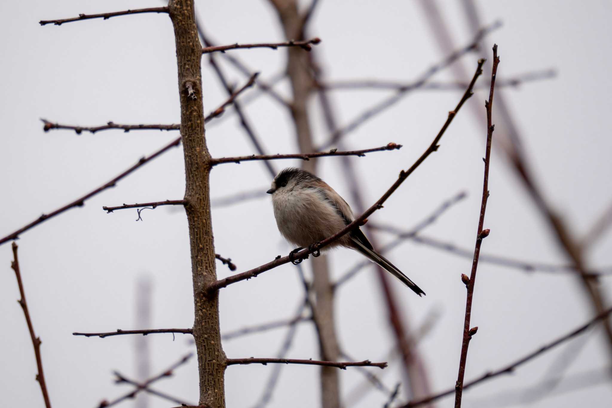 Long-tailed Tit