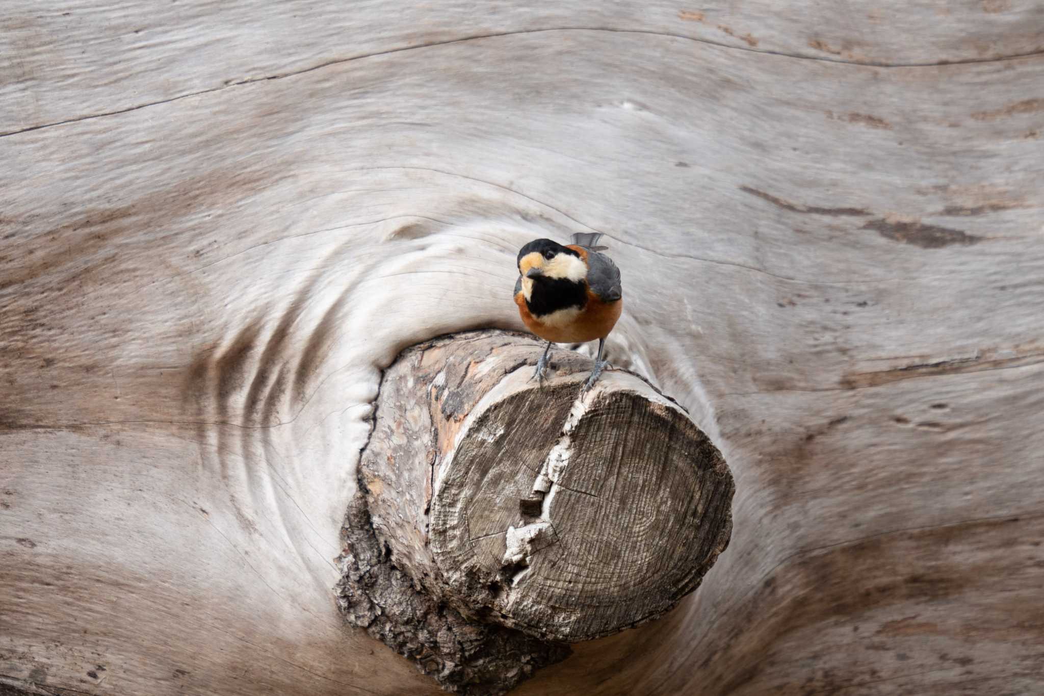 Photo of Varied Tit at 京都府立植物園 by chez 