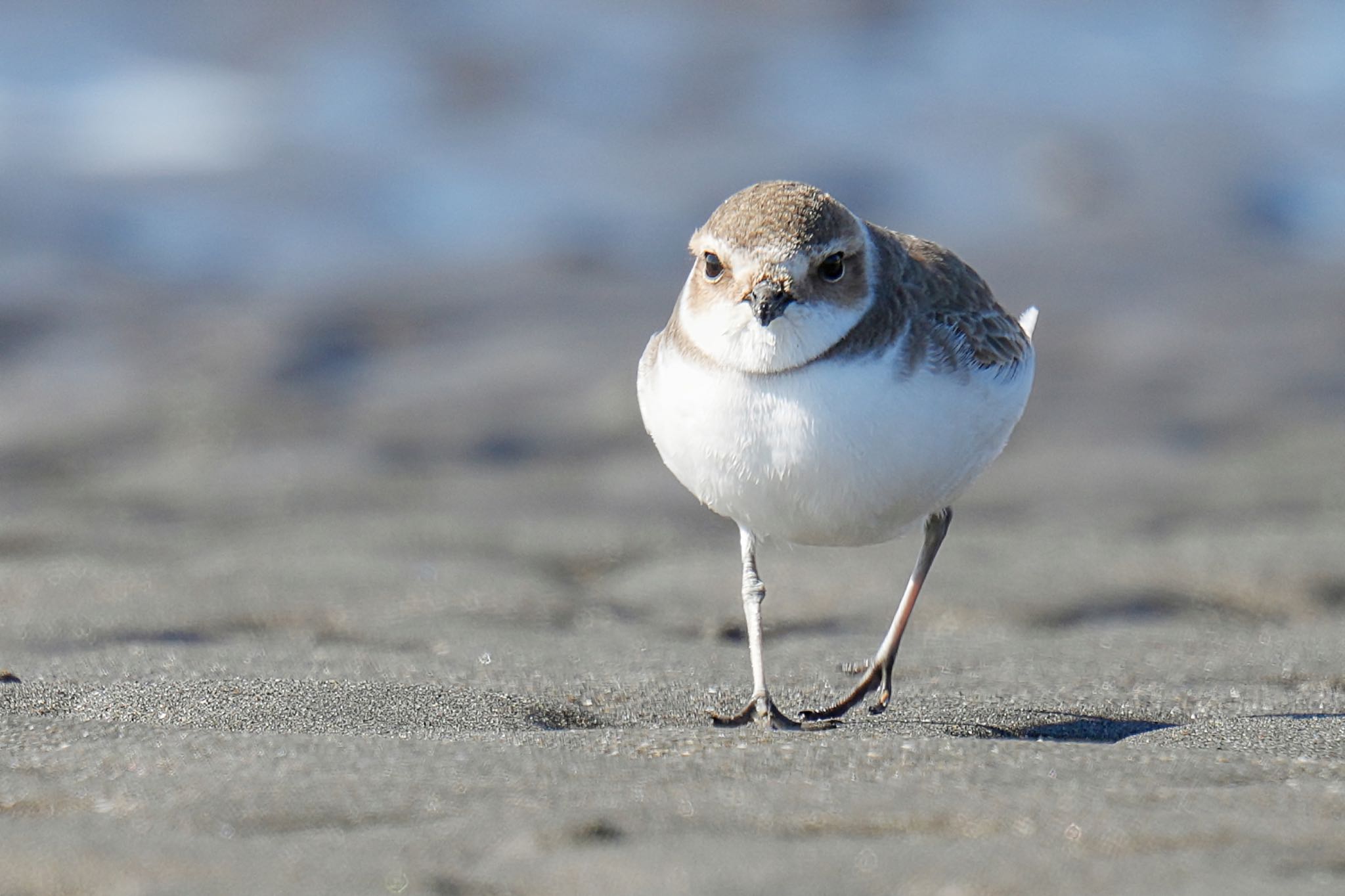 Kentish Plover