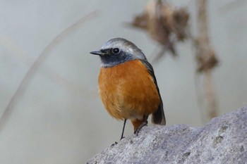 Daurian Redstart 東京都 Mon, 2/6/2023