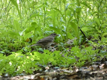 Black-throated Thrush 大阪府 Thu, 4/19/2018