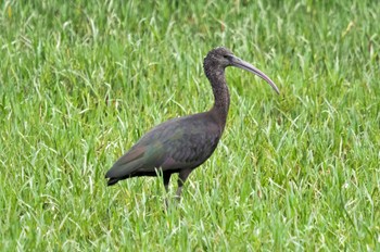 Glossy Ibis Sri Lanka Tue, 1/24/2023