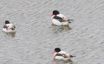 2023年2月10日(金) 三河一色海岸(西尾市)の野鳥観察記録