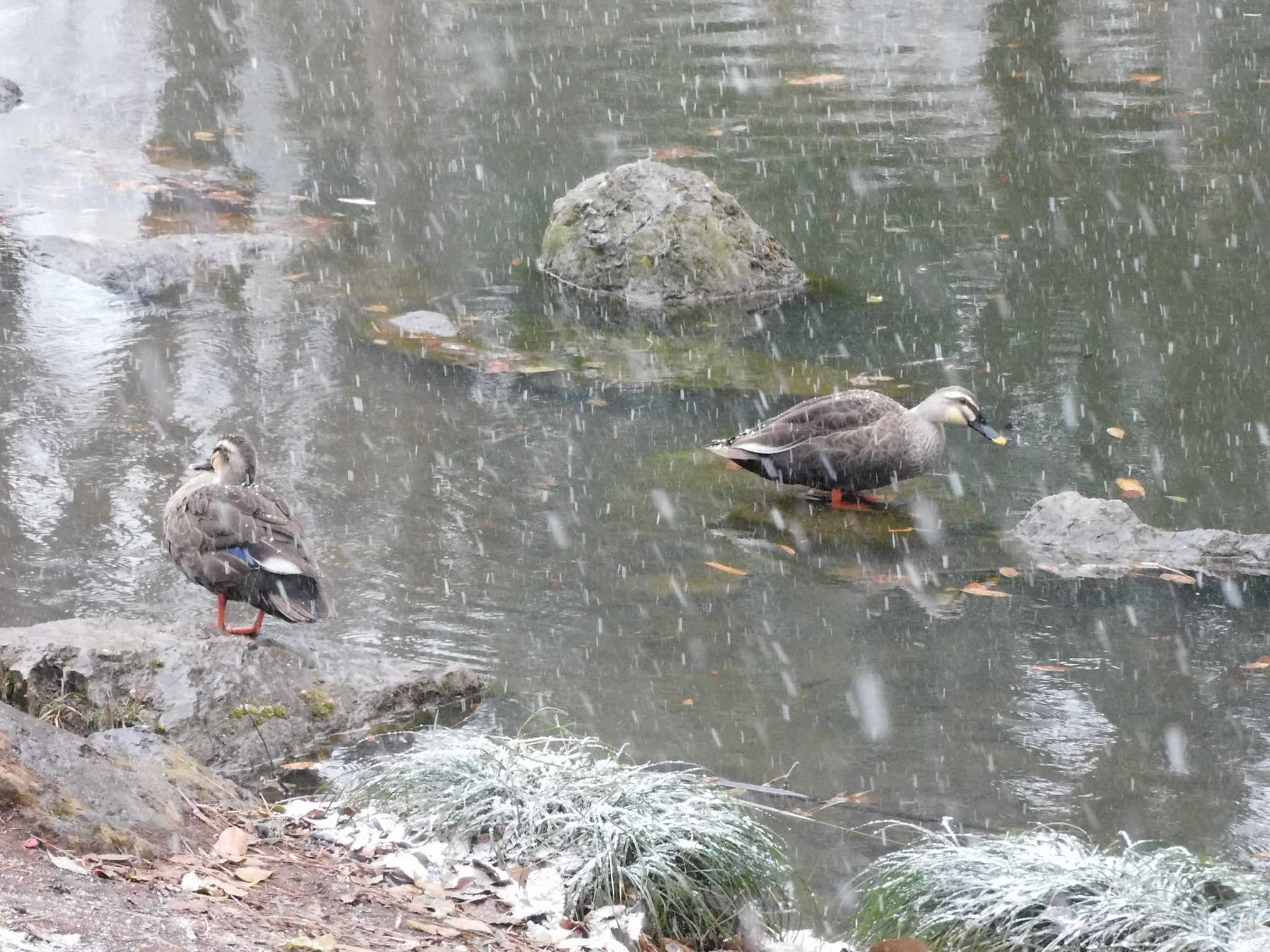 平和の森公園、妙正寺川 カルガモの写真 by morinokotori