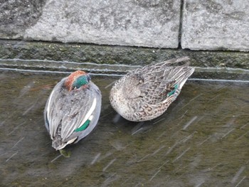 2023年2月10日(金) 平和の森公園、妙正寺川の野鳥観察記録