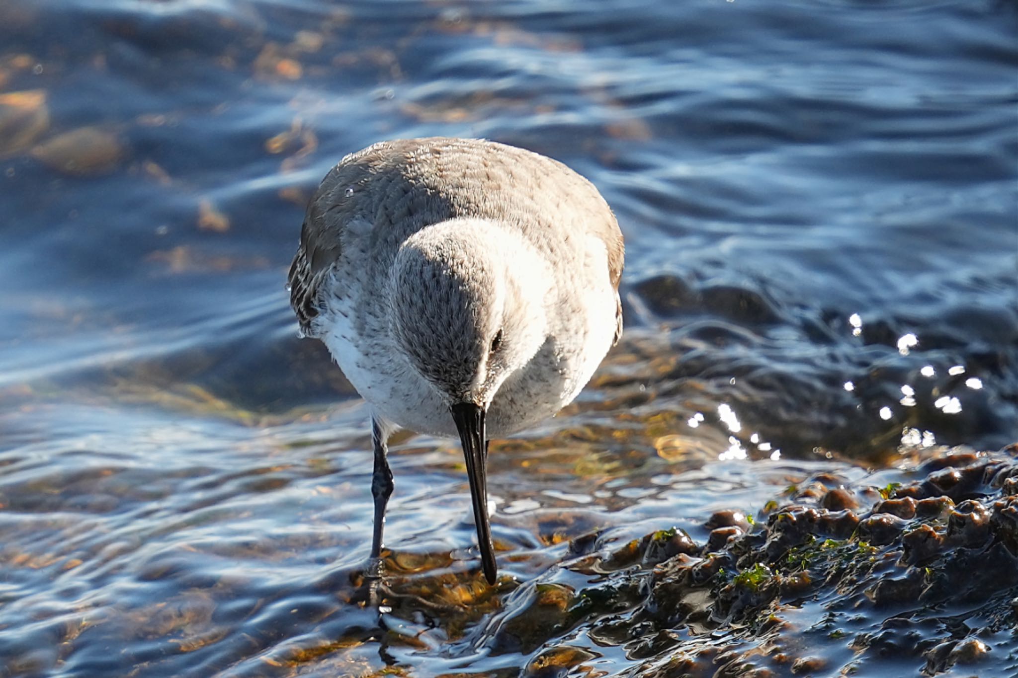 Dunlin