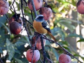 Daurian Redstart 山梨県韮崎市 Sun, 1/1/2023