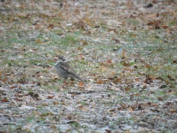 2023年2月10日(金) 日比谷公園の野鳥観察記録