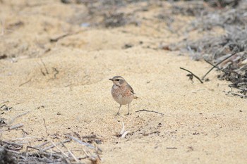 ハチジョウツグミ 長野県 撮影日未設定