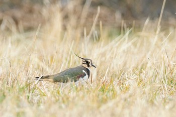 Northern Lapwing 長野県 Unknown Date