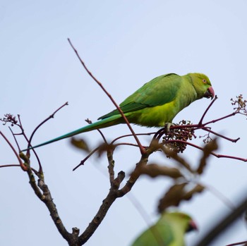 Indian Rose-necked Parakeet 東京都 Tue, 12/15/2015