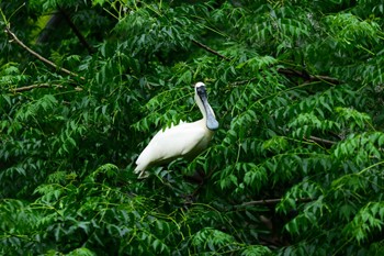 Black-faced Spoonbill 東京都 Fri, 5/27/2016