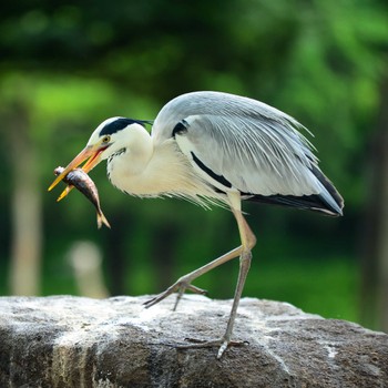 Grey Heron 東京都 Fri, 5/27/2016