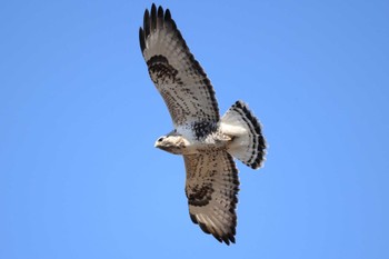 Rough-legged Buzzard 埼玉県 Sun, 2/5/2023