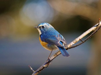 Red-flanked Bluetail つくば Sun, 1/29/2023